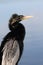 Anhinga On A Perch