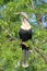 Anhinga On A Perch