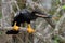 Anhinga On A Perch