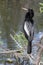 Anhinga on Perch in Everglades National Park