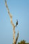 Anhinga perched on branch of dead tree