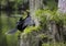 Anhinga Perched in Cypress Tree