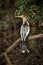 Anhinga perched on dead branch facing left