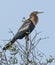 Anhinga Perched on Top of Tree