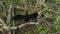 Anhinga perched on a tree branch drying its wings