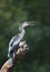 Anhinga perched on a tree branch with an open beak