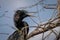 Anhinga perched on a tree branch in the shade of a tree