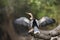 Anhinga perched on a tree with wings and tail spread to dry