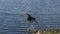 Anhinga perching near water