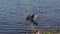 Anhinga perching near water