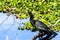 Anhinga Playing With Fish at Myakka Park