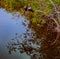 Anhinga in the Pond Apple Tree