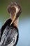 Anhinga Portrait