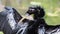 Anhinga portrait, Everglades National Park, Florida