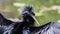 Anhinga portrait taken at Anhinga trail, Everglades National Park