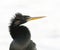 Anhinga portrait with white background and