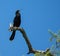 Anhinga Posing Atop a Tree