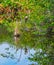 Anhinga Posing in a Wetland Water Garden