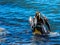 Anhinga Preening and Drying her Wings