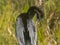 Anhinga Preening in the Wilderness