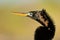 Anhinga profile