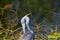 Anhinga in profile