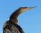 Anhinga profile portrait