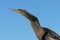 Anhinga profile portrait