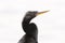 Anhinga profile portrait with white background and