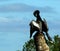 Anhinga pruning at the Viera Wetlands in Florida