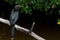 Anhinga resting on a branch