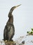 Anhinga Resting in the Shallow Water of a Florida Fresh Water Lake