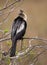 Anhinga resting in a tree