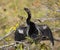 Anhinga Rests on a Branch