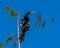 Anhinga rests on the top branch of a tree