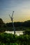 Anhinga's View of Morning In the Wetlands 