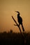 Anhinga silhouette on roost at Sunset on Lake Apopka wildlife drive, Florida