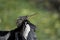 Anhinga with Silver and Black Feathers Closeup
