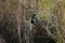 Anhinga sitting on the branch and cleaning feathers.