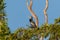 Anhinga sitting on a tree by the lake Sandoval in Peru, Tambopata