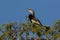 Anhinga sitting on a tree by the lake Sandoval in Peru, Tambopata