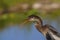 Anhinga (Snake Bird) Portrait