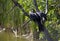 Anhinga (snake bird, water turkey, darter) drying its wings