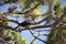 Anhinga (snake bird, water turkey, darter) sunning on a tree
