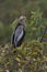 Anhinga with snake-like neck in Wakodahatchee Wetlands