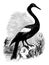 Anhinga the snakebird American darter vintage engraving