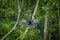 Anhinga or snakebird sittting over a branch, inside of the amazon rainforest in the Cuyabeno National Park in Ecuador