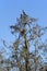 Anhinga snakebird on a tree in Everglades