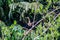 Anhinga sometimes called snakebird, darter, American darter, or water turkey in Tortuguero National Park, Costa Ri