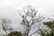Anhinga sometimes called snakebird, darter, American darter, or water turkey on a tree near Yacuma river, Boliv